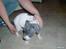 Amerikansk bulldog Basse