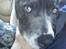 Amerikansk bulldog Basse