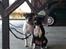 Amerikansk bulldog Basse