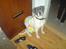 Amerikansk bulldog Basse