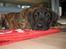 Blanding af racer Ozzy - En træt "lille" hund