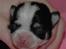 Chihuahua Tinke