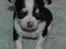 Chihuahua Tinke