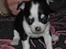 Chihuahua Tinke