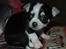 Chihuahua Tinke