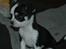 Chihuahua Tinke
