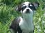 Chihuahua Tinke