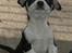 Chihuahua Tinke