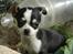 Chihuahua Tinke