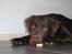 Labrador retriever Zanto