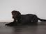 Labrador retriever Zanto