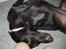 Blanding af racer Nala - rigtig godt enda. . :)