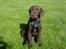 Labrador retriever Zanto