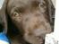 Labrador retriever Zanto