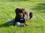 Labrador retriever Zanto