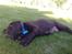 Labrador retriever Zanto