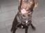 Labrador retriever Zanto