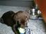 Labrador retriever Zanto