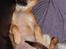 Chihuahua Tilde's Gurli ~Chica~ - Chica som 3 mrd efter 2 lange dage hvor vi stod i en bod på Vi med hund-messen Oktober 2008