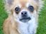 Chihuahua Tilde's Gurli ~Chica~ - Chica 14 mrd September 2009