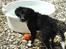 Blanding af racer Nuga - Vandhund,hvem mig??