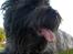Cairn terrier Alma - Velkommen til Alma´s profil! (;