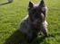 Cairn terrier Alma
