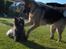 Cairn terrier Alma - Leg nu med mig Alma!