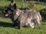 Cairn terrier Alma - Jeg elsker min bold!!