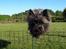 Cairn terrier Alma - Jeg kan da godt springe? (;