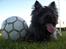 Cairn terrier Alma