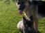 Cairn terrier Alma - hvor er i fine!