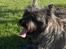 Cairn terrier Alma