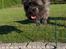 Cairn terrier Alma
