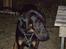 Blanding af racer Tarzan *R.I.P* :'( !