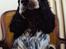 Cocker spaniel Rubin Of Colombo (Ozzy) - Hej, velkommen til min profil. Jeg hedder Ozzy, og jeg er konge her i huset xD