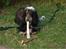 Cocker spaniel Rubin Of Colombo (Ozzy) - Det her er så mig og min pind, i sommerhuset 2008... I skal ikke tage jer af elvis-håret