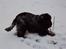 Cocker spaniel Rubin Of Colombo (Ozzy) - Den dyrebare... Min dyrebare pind !