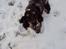 Cocker spaniel Rubin Of Colombo (Ozzy) - Øhmmm, sneen kan ikke spise.. Måske kan den kasse du står med der spises.