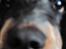 Cocker spaniel Rubin Of Colombo (Ozzy) - Halløj, er jeg for langt væk? Kan i godt se mig?