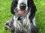 Cocker spaniel Chanel - Hej.. Dette er Chanels profil, I er meget velkomne til at lægge en bedømmelse, vi bedømmer ALTID tilbage