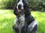 Cocker spaniel Chanel - Kunne jeg ikke godt blive model...
