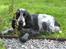 Cocker spaniel Chanel - Fotogene mig!