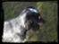 Cocker spaniel Rubin Of Colombo (Ozzy) - Min storesøster, kastede sin kreativitet ud over mit baby billede.. Her er jeg kun 9 uger.