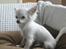 Chihuahua Snowy - Snowy, hvid chihuahua 