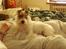 Jack russell terrier Agila