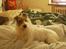Jack russell terrier Agila