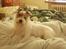 Jack russell terrier Agila