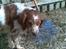 Breton Engbjergvejs Ruff "odin"