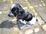 Cocker spaniel Chanel - Med solen i ryggen er jeg klar til at blive brun i pelsen... 